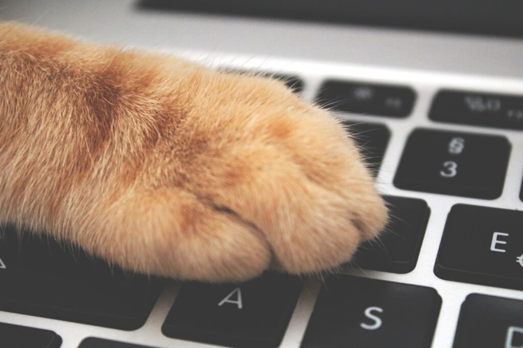 Need a paw? Many cats love to be close to their owners all the time