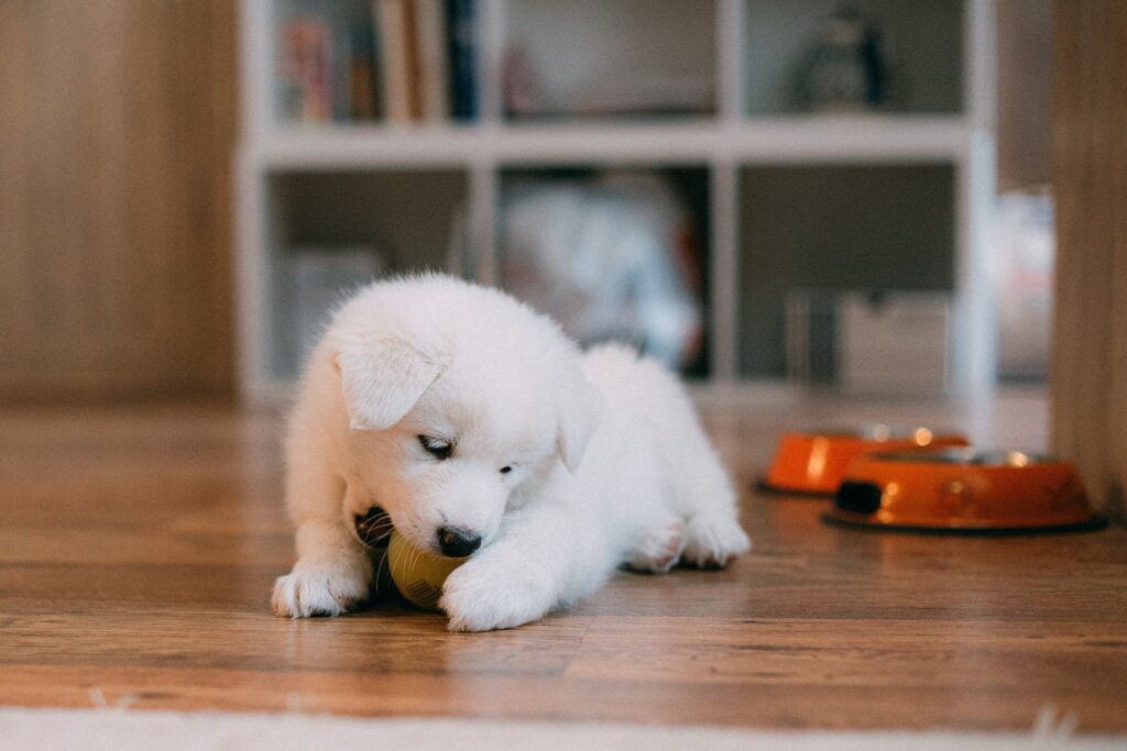 Make sure there are toys available when working from home with a puppy